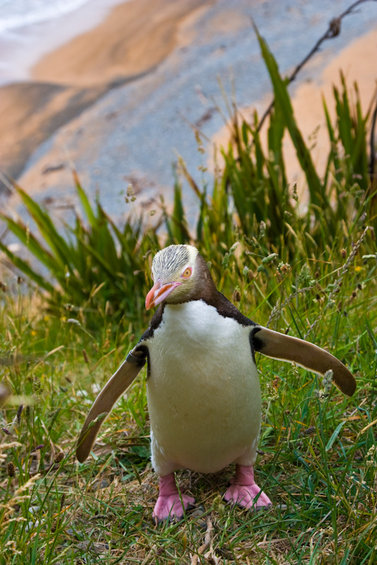 Yellow-Eyed Penguin